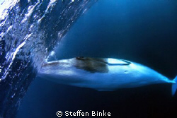 Minke by Steffen Binke 